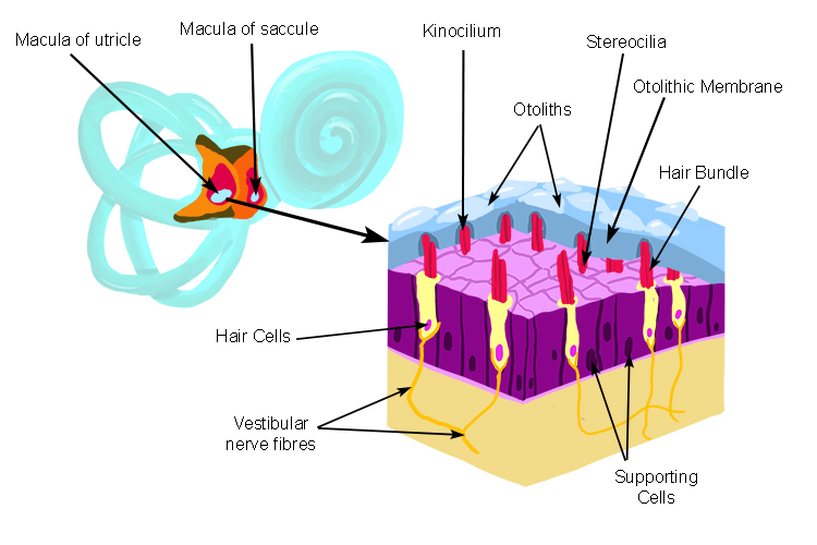 Inside the cochlea there are hair cells that are very sensitive to pressure waves which is what sound is, turned into electrical signal it travels down a ganglion cell like the ones found in the eye to the brain